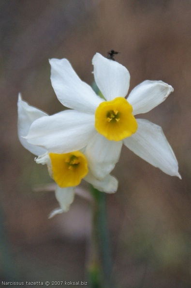 DSC02080 Narcissus tazetta