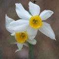 DSC02080_Narcissus_tazetta.jpg