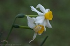 DSC02081 Narcissus tazetta