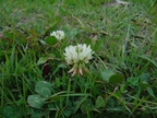DSC01969 Trifolium repens