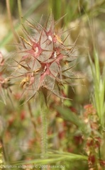 DSC05750 Trifolium stellatum