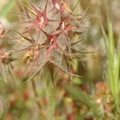 DSC05750 Trifolium stellatum