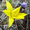 DSC01687 Tulipa Sylvestris cr