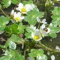 DSC02554 Ranunculus aquatilis