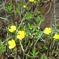 DSC02591 Ranunculus sp