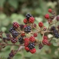 DSC01152_Rubus_fruticosus.jpg