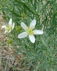 Zygophyllaceae